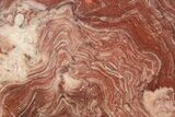 Polished Neoproterozoic Stromatolite (Conophyton) - Morocco #365856-1